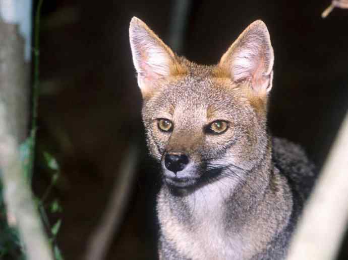 犬科：狐亚科伪狐属之高地狐、河狐、秘鲁狐