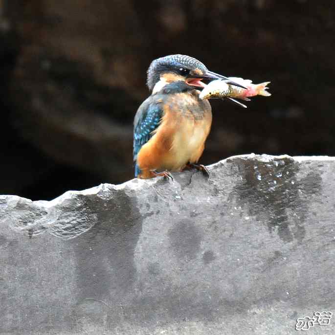 圆明园&nbsp;wbr路&nbsp;wbr雨天的小翠