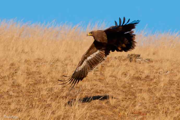 高坡上的草原雕