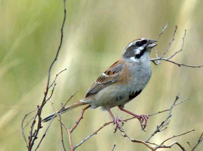 一名英国人在中国的观鸟经历