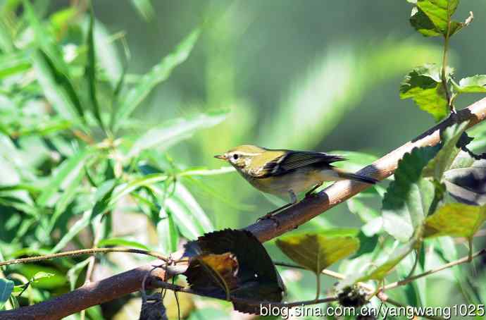 黄眉柳莺（23）