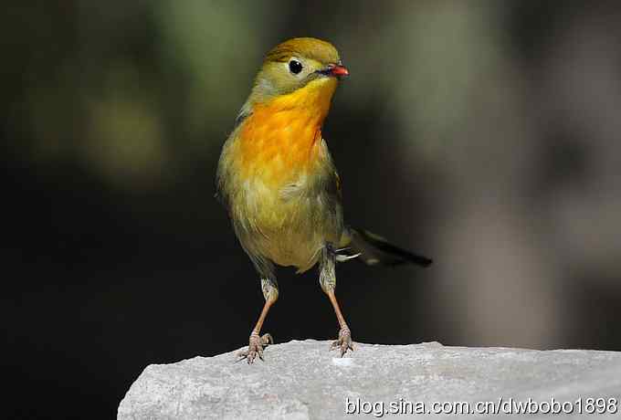 相思趣拍 贺三八国际妇女节