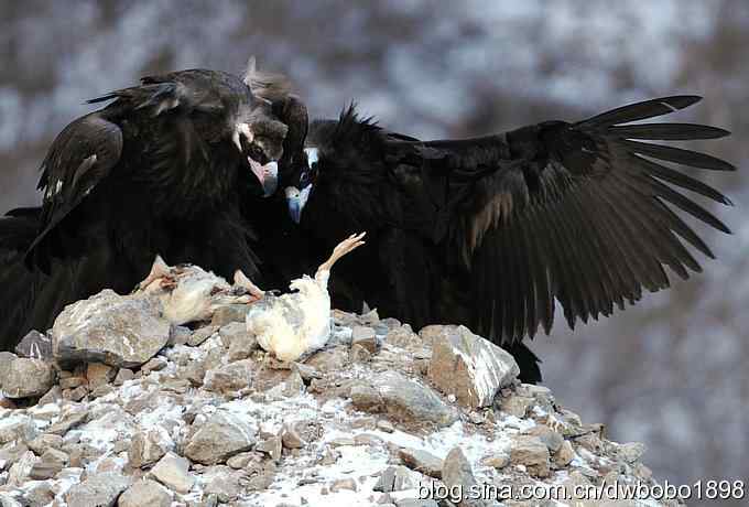 实拍京城雪后秃鹫的生猛大餐