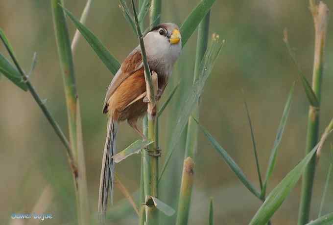 震旦鸦雀和几只小鸟