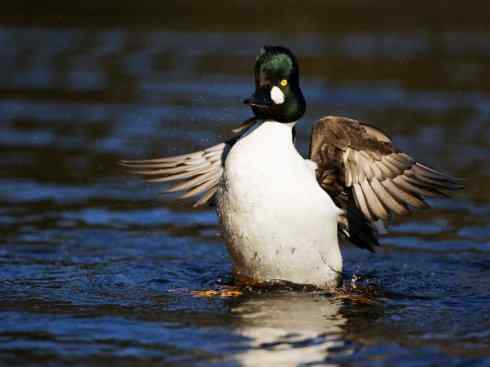 欣赏：美丽的秋沙鸭
