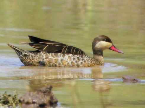 欣赏:美丽的钻水鸭5 欣赏:美丽的钻水鸭5
