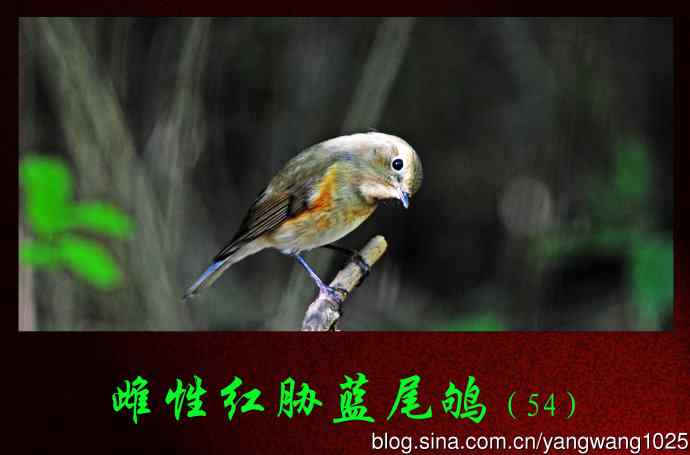 雌性红胁蓝尾鸲（54）