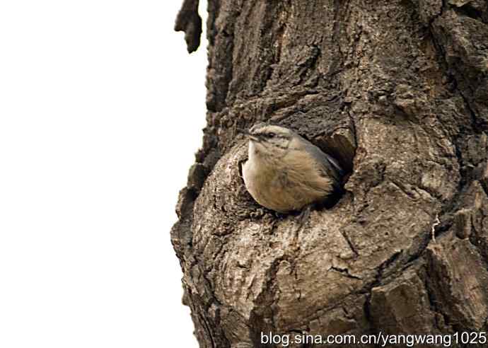 黑头鳾（shi）的小家