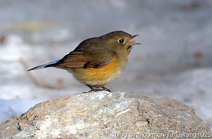 红肋蓝尾鸲（雌性）1