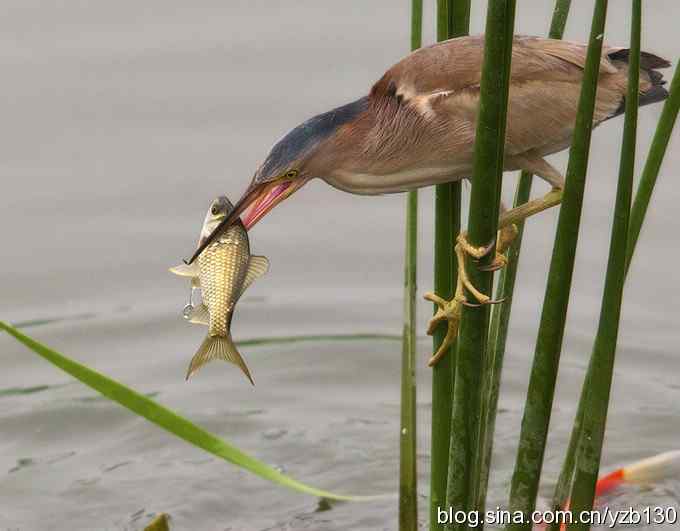 铁证！——实拍黄大脚作案全过程（组图，15张图片）