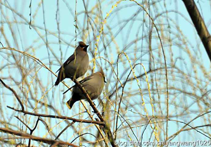 成双成对太平鸟 成双成对太平鸟