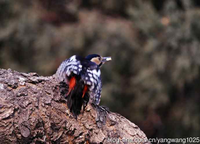 大斑啄木鸟（1）