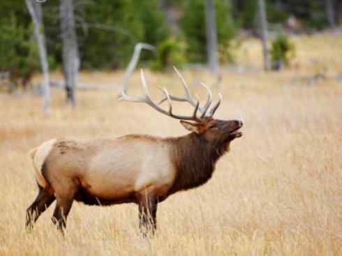 麒麟：传说的兽原型探秘（梅花鹿）