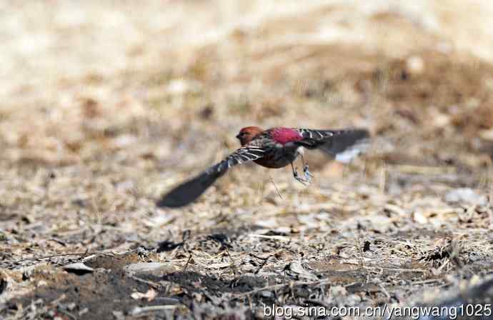 雄性北朱雀（2）