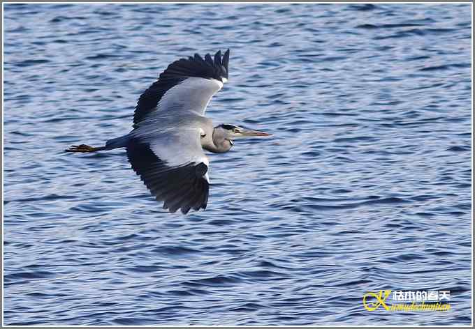 飞翔的鸟【照片】