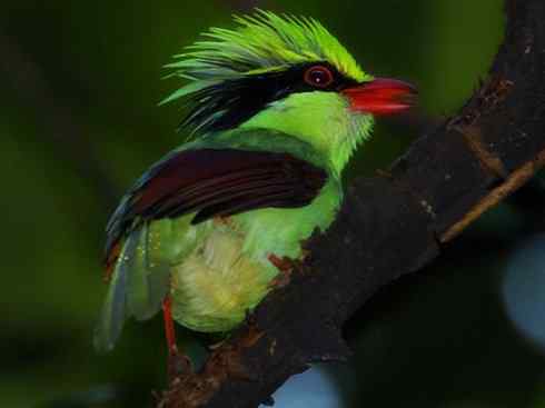 美丽无罪：雀鸟之绿鹊