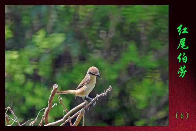 红尾伯劳（6）