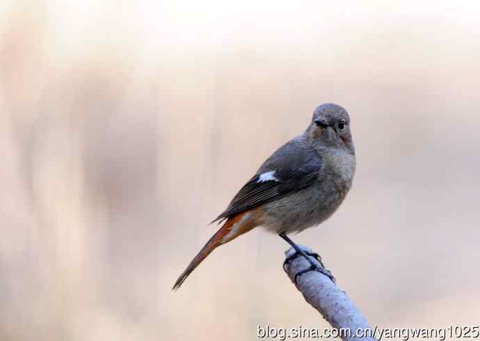 北京天坛公园的鸟类——雌性北红尾鸲（7）