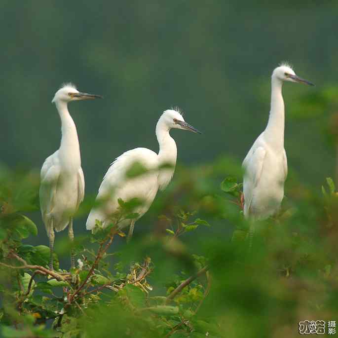 小白鹭与小夜鹭 小白鹭与小夜鹭