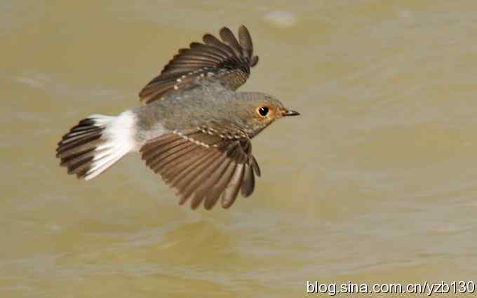 全方位观察红尾水鸲（组图）