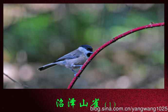 北京天坛公园的鸟类——沼泽山雀（1）