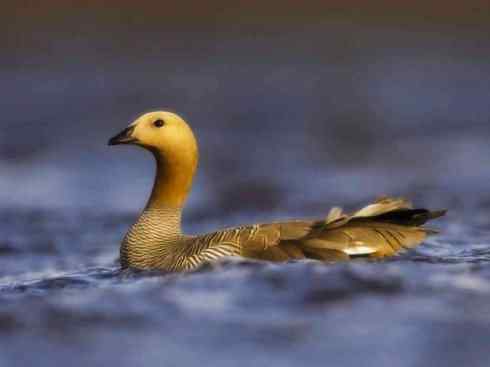 欣赏:美丽的草雁 欣赏:美丽的草雁