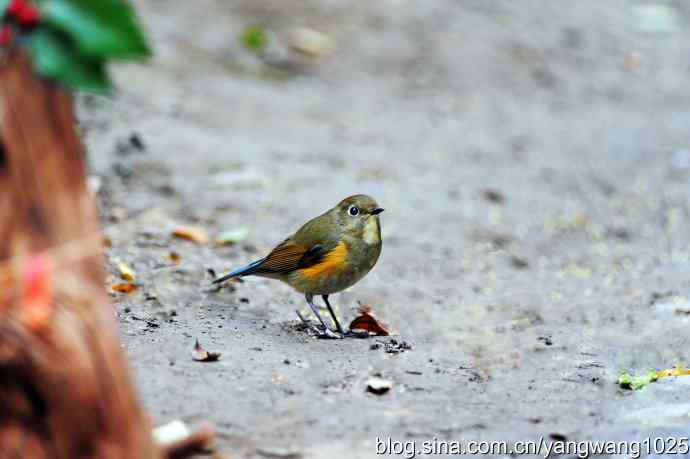 雌性红胁蓝尾鸲(4) 雌性红胁蓝尾鸲(4)