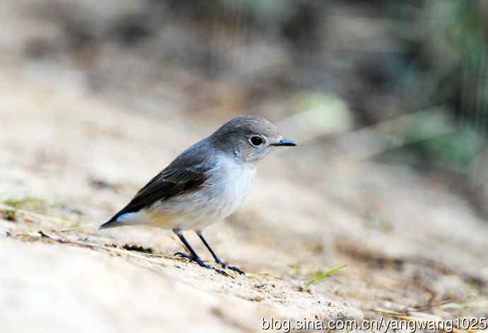 红喉姬鹟（13）