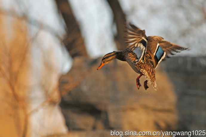 降落瞬间的绿头鸭（习作）1