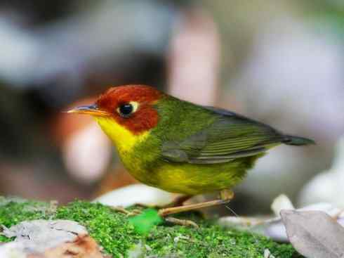 美丽无罪：雀鸟之地莺