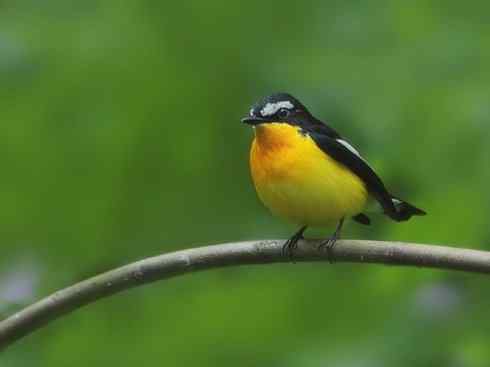 美丽无罪：雀鸟之姬鹟