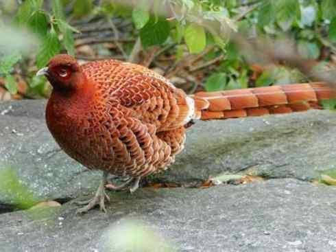 凤凰：传说的鸟原型探秘（雉鸡）