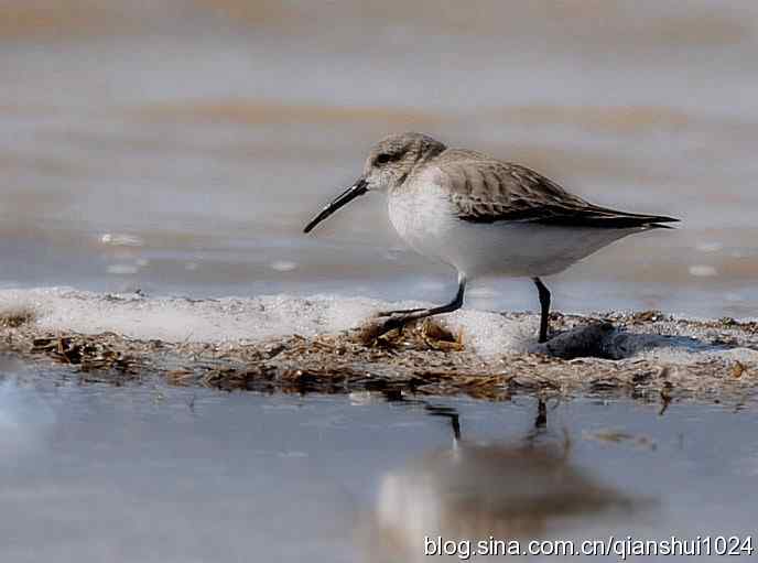 野鸭湖打鸟.弯嘴滨鹬