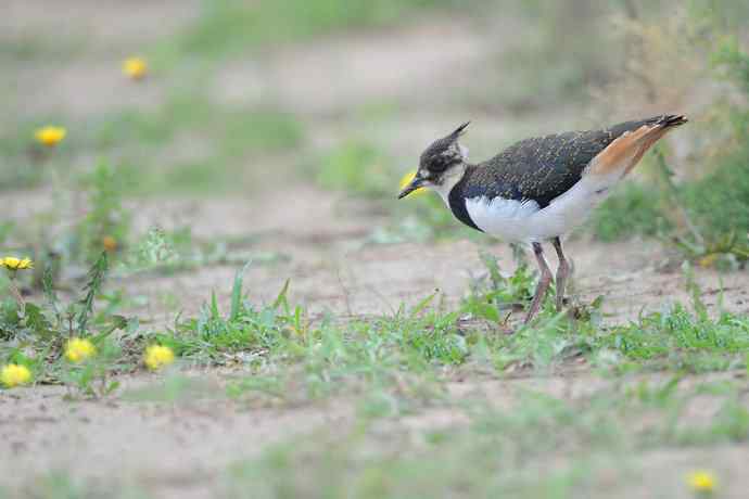 燕鸻与麦鸡（周末野鸭湖）
