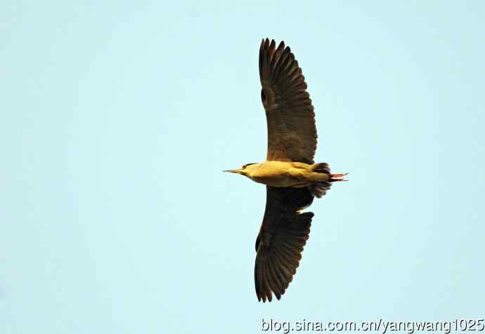 北京动物园的鸟类——飞（夜鹭）52