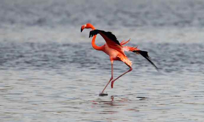 洋县两天观鸟,秦岭如此美妙! 洋县两天观鸟,秦岭如此美妙!
