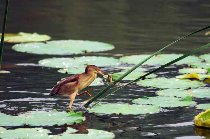 捕鱼的黄苇鳽（记实）1