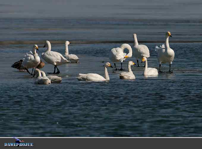 三月到昆明湖看天鹅 三月到昆明湖看天鹅
