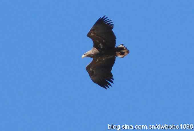 生猛红隼和白尾海雕 生猛红隼和白尾海雕