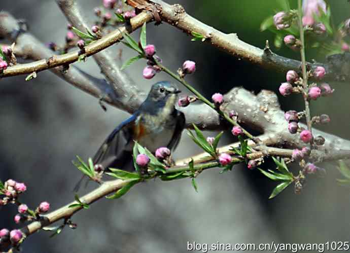 洗浴与梳理（纪实）