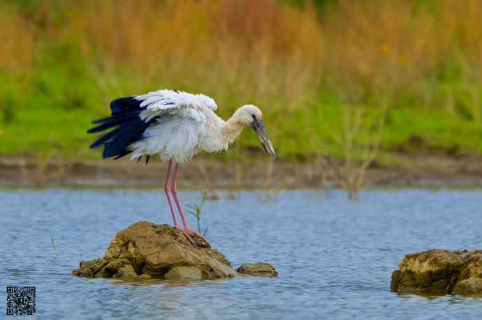 2006年首次发现的大鸟鈥斺斍祓