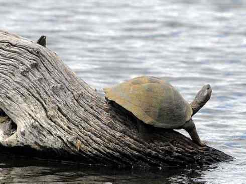 玄武：传说的兽原型探秘（侧颈龟类）