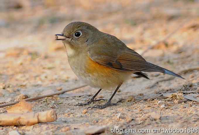 这个红红很有趣儿