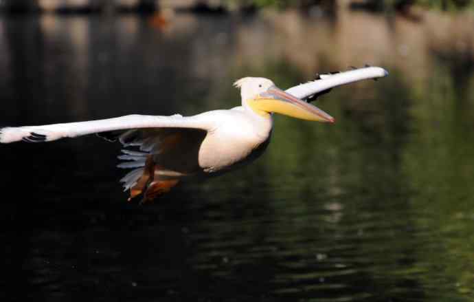 再拍鹈鹕 wbr wbr14