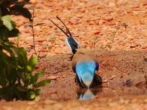 绝色攀禽：佛法僧目之佛法僧2