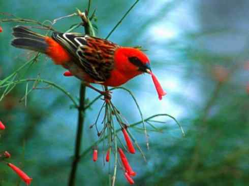 极品红色鸟类：红艳织雀