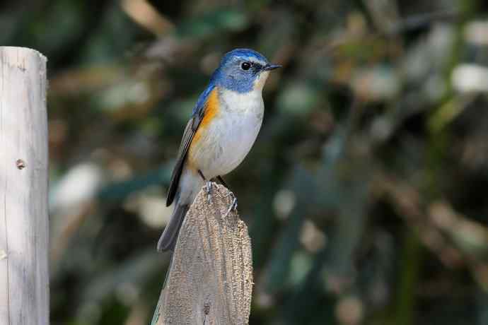 北植的红胁蓝尾鸲