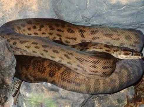 龙：传说的兽原型探秘（树蟒类）