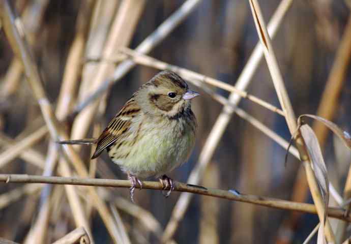 雌性灰头鹀（3）