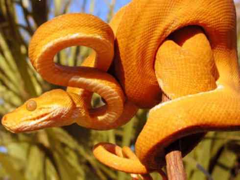 龙：传说的兽原型探秘（树蚺类）